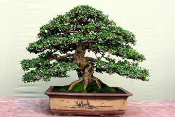 bonsai in a pot like a tree in the forest