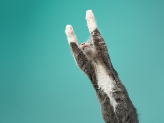 gray and white kitten play on a mint background. young cute cat in the studio