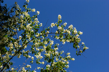 Close-up shot of bowl-shaped white flowers with prominent yellow stamens of the Sweet mock orange or English dogwood. Philadelphus coronarius in sunlight with blue sky background in summer