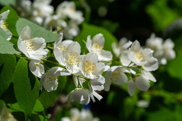 Philadelphus coronarius sweet mock-orange white flowers in bloom on shrub branches, flowering English dogwood wild ornamental plant, green leaves
