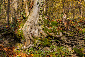Tree trunk with twisted root system growing in a old stone wall covered with moss and ivy