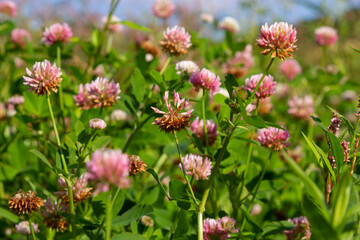 Beautiful white, pink and green floral meadow landscape full of Alsike clover trifolium hybridum. Pale pink and whitish flowers in summer