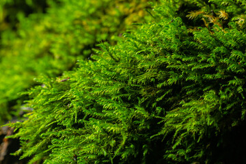 Natural moss in nature. Green moss background texture