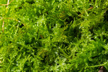 Natural moss in nature. Green moss background texture