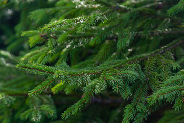 Naklejka premium Green spruce branches as a textured background. Green spruce, white spruce or Colorado blue spruce