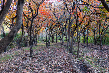 Persimmon fruit tree orchard beautiful foliage in autumn