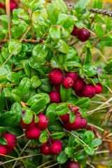 Lingonberry Fireballs - Latin name - Vaccinium vitis-idaea Fireballs