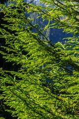 Soft focus and close up of the branches of a green spruce against the blurred background in the sunset light. Natural background and backdrop for design and decoration with copy space