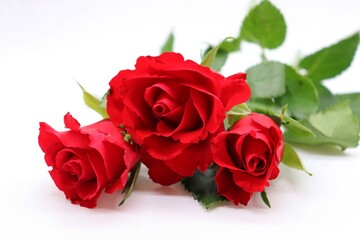 bouquet of roses on white background