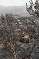 Landscape among olive trees