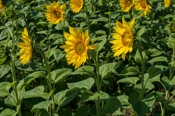 bright sunflowers on a large field on a sunny day