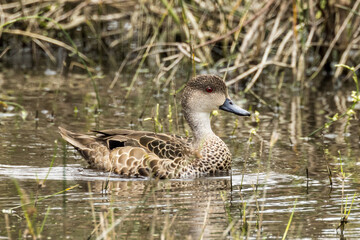 Grey Teal in South Australia