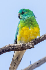 Red-rumped Parrot in South Australia