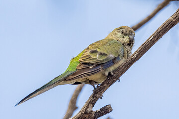 Red-rumped Parrot in South Australia