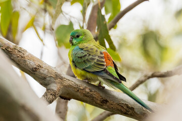 Red-rumped Parrot in South Australia