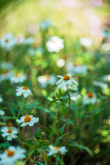 white flowers in the garden