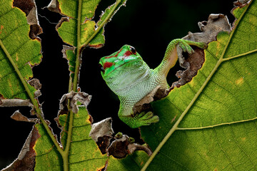 Madagascar Day Gecko (Phelsuma grandis) on tree branch.