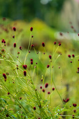 Sanguisorba officinalis or Great Burnet flowers in the summer meadow.