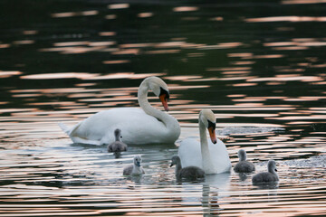Two adult swans and their little chicks on the lake. Birds in their natural habitat. The beauty of the wild.