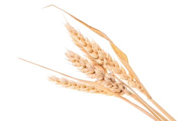 Bunch of wheat ears, isolated on white background. PNG on transparent background.