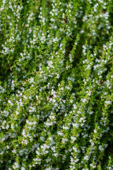 Savory Plant - Winter Savory Herb Plant (Satureja hortensis)