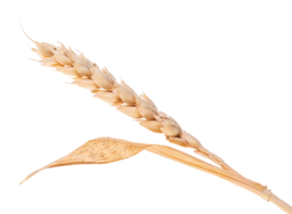 Single wheat ear, isolated on white background. PNG on transparent background.