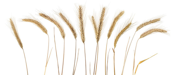 Rye ears, isolated on light grey background separately. PNG on transparent background.