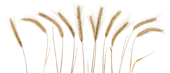 Rye ears, isolated on light grey background separately. PNG on transparent background.