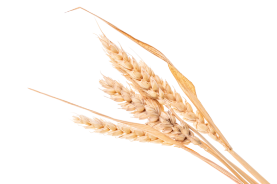 Bunch of wheat ears, isolated on white background. PNG on transparent background.
