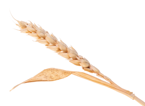 Single wheat ear, isolated on white background. PNG on transparent background. - Powered by Adobe