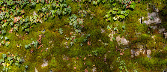 Wide panorama of old natural stone wall covered with green moss and ivy for natural background