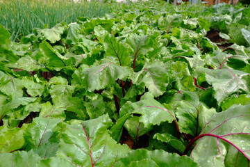 Young green beet leaves grow in the garden. Growing and harvesting in the garden. An ingredient for a vegetarian salad. The concept of agriculture