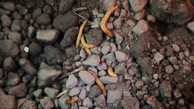 Black beetle larvae digging | mealworms in nature.
Stages of the mealworm.
The life cycle of a meal worm.
Meal worms.
Superworms, super worms, superworm, super worm.
Insects, insect.
Bugs, bug