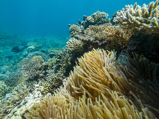 Coral reef in Mayotte Lagune, French territory.