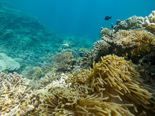 Naklejka na ściany i meble Coral reef in Mayotte Lagune, French territory.