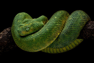 Western Bush Viper or West African Leaf Viper (Atheris chlorechis), is a genus of venomous vipers....