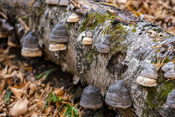 Tree fungus in autumn forest. Natural light.