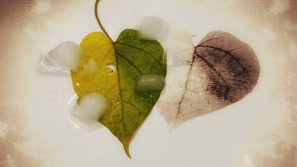 Heart-shaped leaf melting ice cubes, green love warming, melting for love