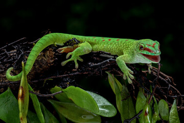 Madagascar Day Gecko (Phelsuma grandis) on tree branch.