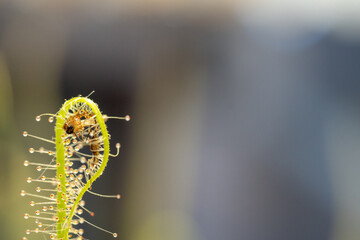 Insects are caught by the sticky leaves of the carnivorous plant sundew with oblong leaves. Drosera indica