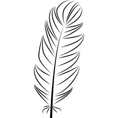 Fototapeta premium feather illustration, drawing, engraving, ink line art