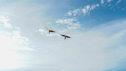 Two macaw parrots fly together. A pair of beautiful blue and yellow macaws fly together across a blue sky