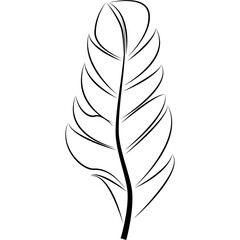 Fototapeta premium feather illustration, drawing, engraving, ink line art