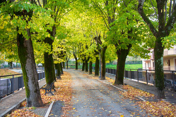 tree-lined avenue in autumn in carpinone Molise