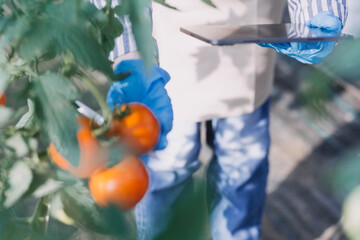 female farmer working early on farm holding wood basket of fresh vegetables and tablet..