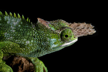 Closeup head of Fischer Chameleon (Kinyongia fischeri).