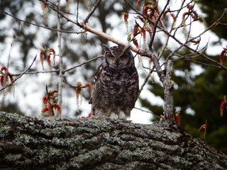 owl family Mom and Owlet