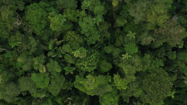 Beautiful shot of the tree canopy in the Amazon rainforest of Ecuador: nature background showing the palm trees in a tropical forest from above and aside
