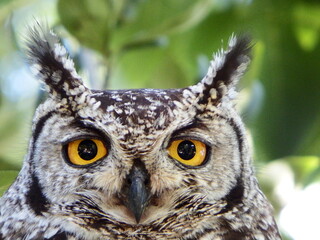 owl family Mom and Owlet