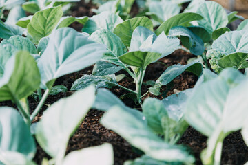 female farmer working early on farm holding wood basket of fresh vegetables and tablet..